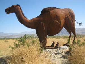 A camel sculpted out of metal and iron by Ricardo Breceda was one of the first figures placed at Galleta Meadows in Borrego Springs, Calif. in 2008.  Nearly 100 life-like sculptures of prehistoric beasts and other creatures are currently on display.  –Photo by Ashlyn Monita