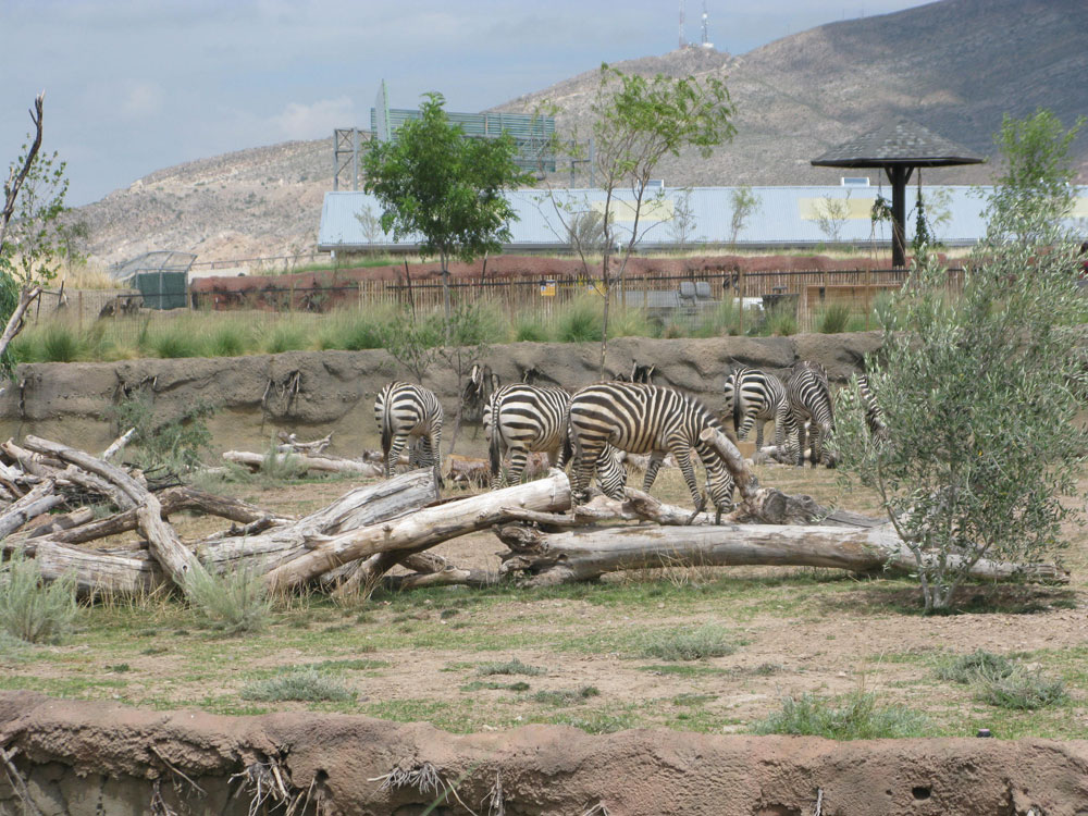 According to Valerie Hearn, Education Specialist, El Paso Zoo tries to provide a habitat as similar as possible as the animals' original, however, the life in the city make this difficult. (Fabián Laveaga/Borderzine.com)