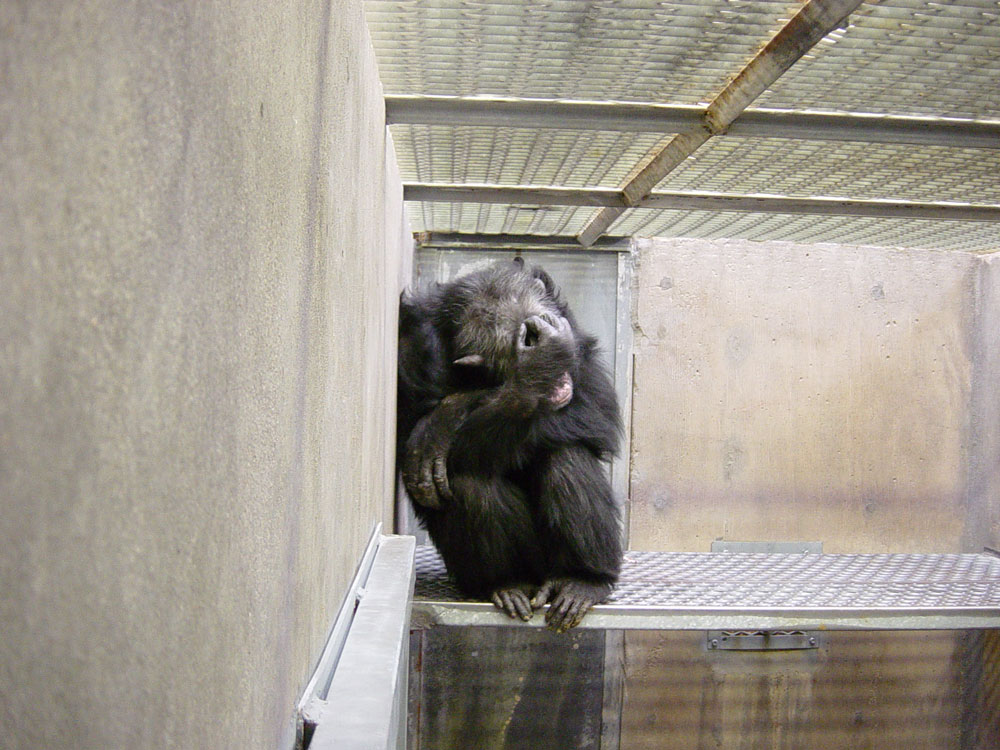 A chimp named Juan hides from the camera at the Alamogordo sanctuary. (Courtesy of Save the Chimps)