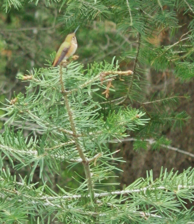 Rufous hummingbird perch in Cloudcroft. (Cheryl Howard/Borderzine.com)