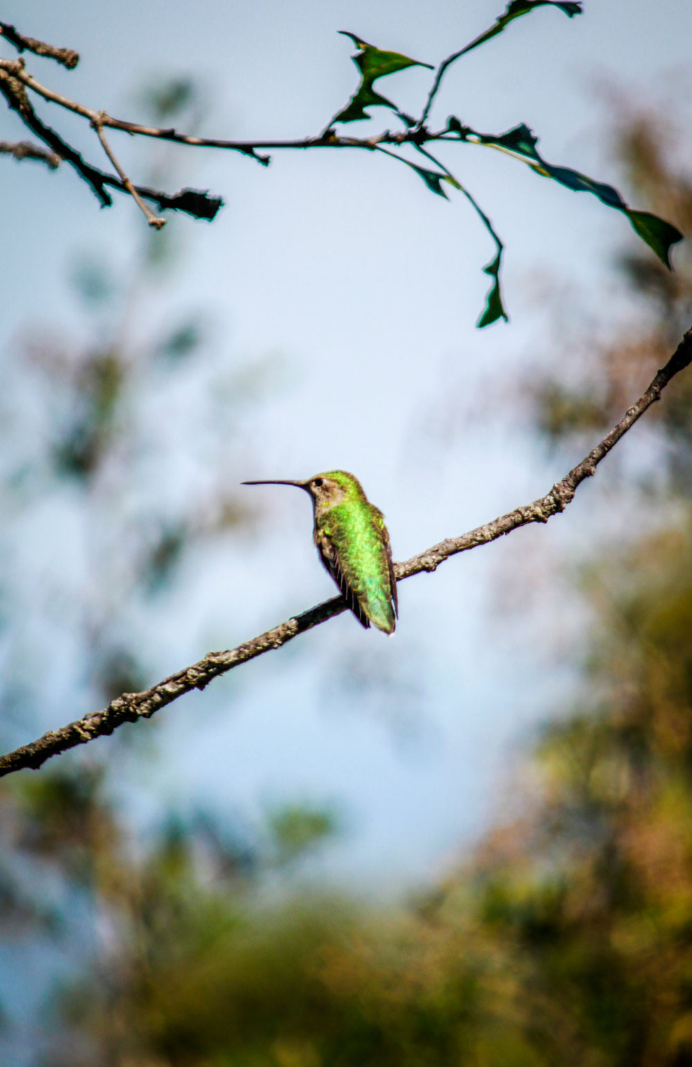 Green Violetear humming bird. Getting close to perfection. (Ezra Rodriguez/Borderzine.com)