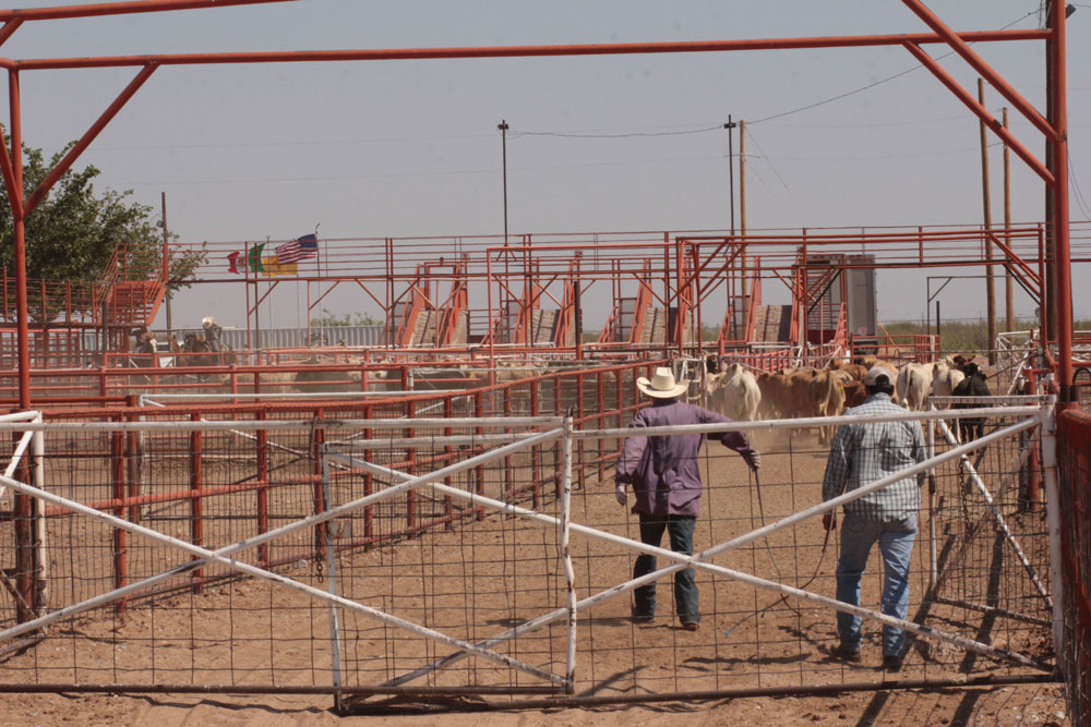 Cattle herders help push livestock into trailer trucks for shipment to other parts of the U.S. (Jasmine Aguilera/Borderzine.com)