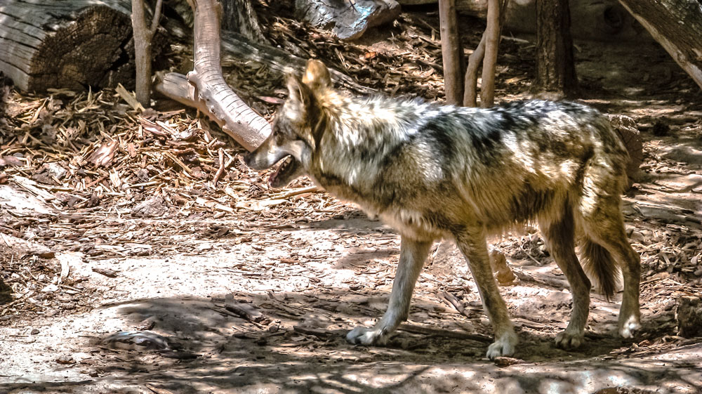 mexican grey wolf habitat