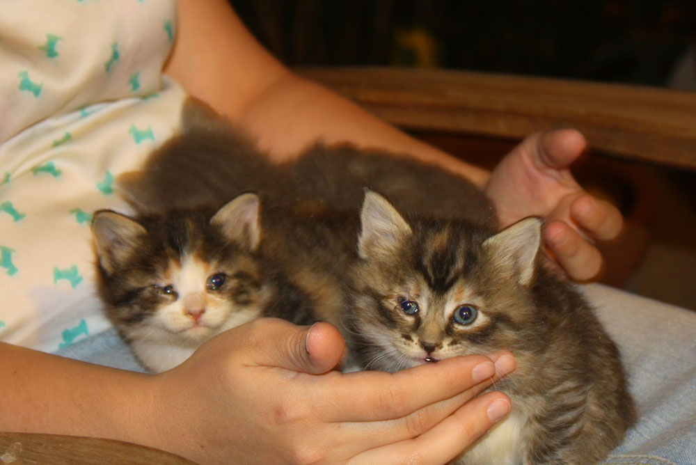 Josie taming kittens. (Cheryl Howard/Borderzine.com)