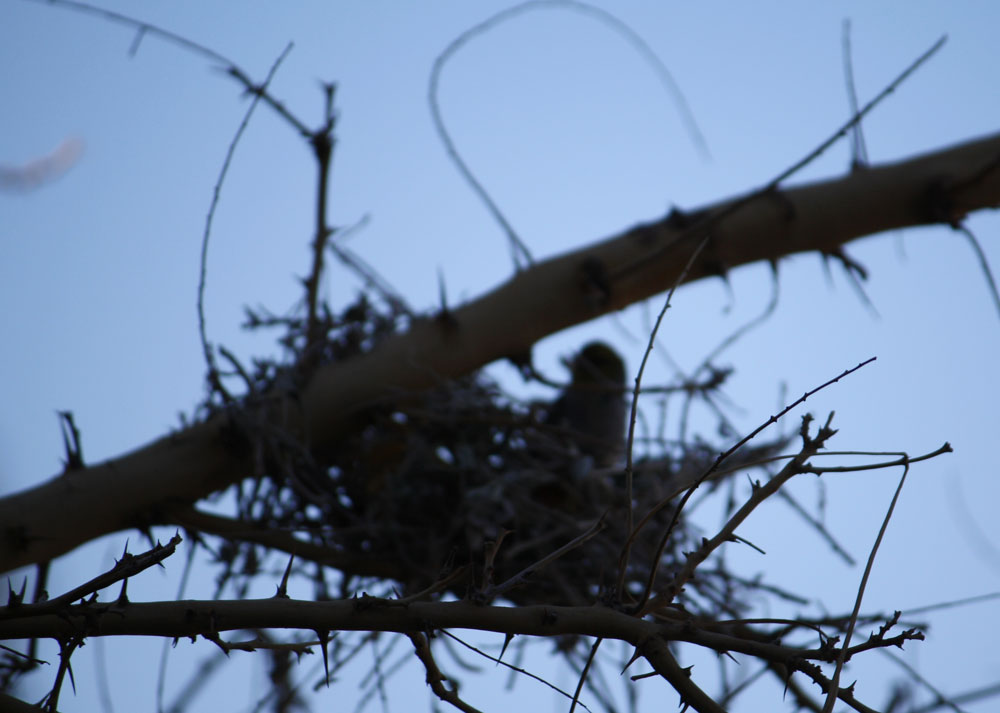 Nest under construction. (Cheryl Howard/Borderzine.com)