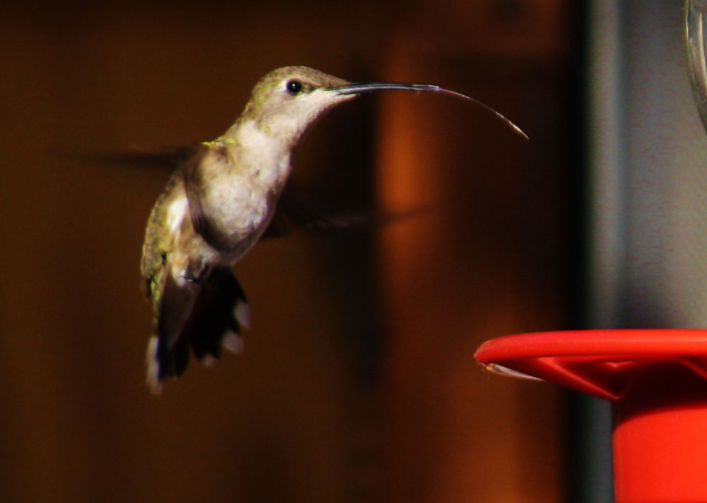 Hummingbird in San Juan, New Mexico. (Cheryl Howard/Borderzine.com)