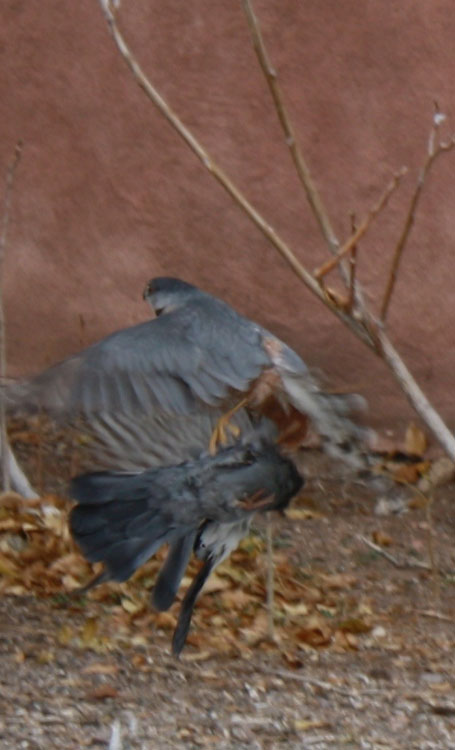 Kestrel with its kill, a pigeon in Albuquerque, New Mexico. (Cheryl Howard/Borderzine.com)
