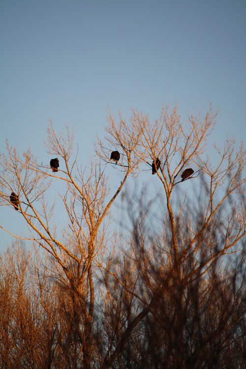 Turkey buzzards roosting at Lake Roberts, New Mexico. (Cheryl Howard/Borderzine.com)