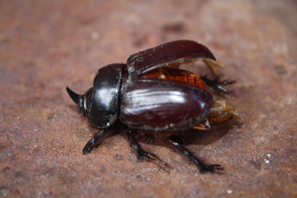 Rhinoceros beetle found dead on his back, apparently unable to right himself. See his horn? (Cheryl Howard/Borderzine.com)