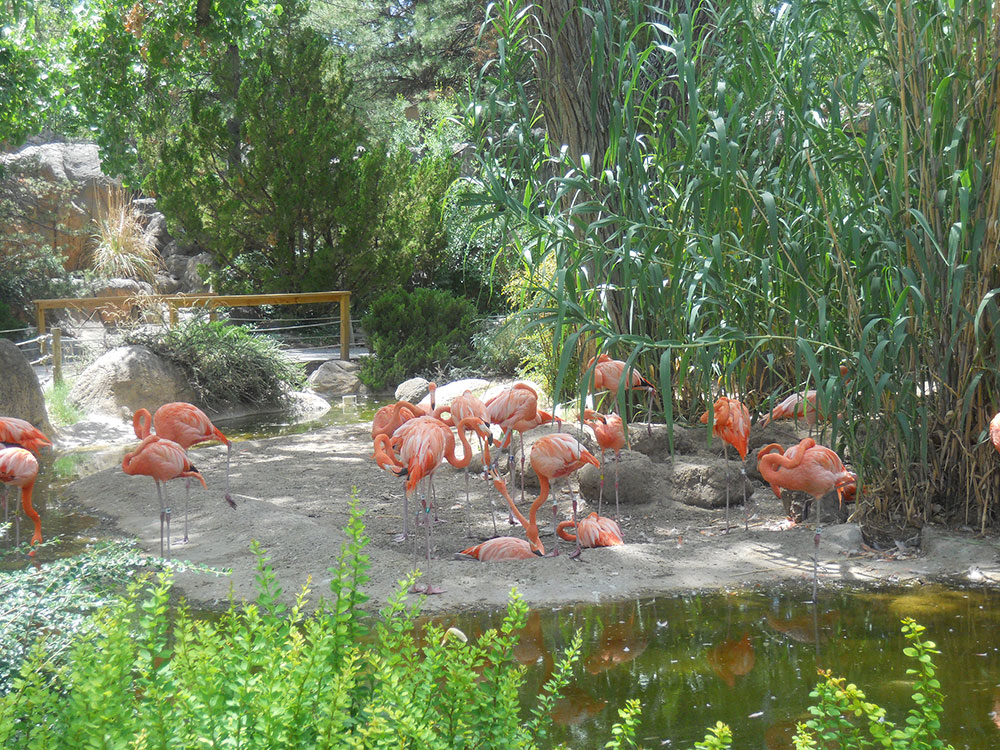 The flamingos were one of the main attractions at the zoo. (©Selene Soria)