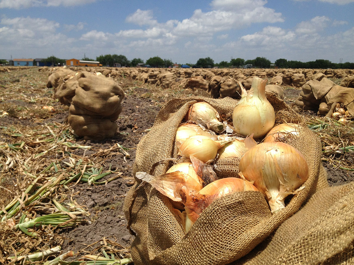 Cebollas listas para ser cosechadas en la autopista Military Highway en Progreso, Texas. (Sergio Chapa/Borderzine.com)