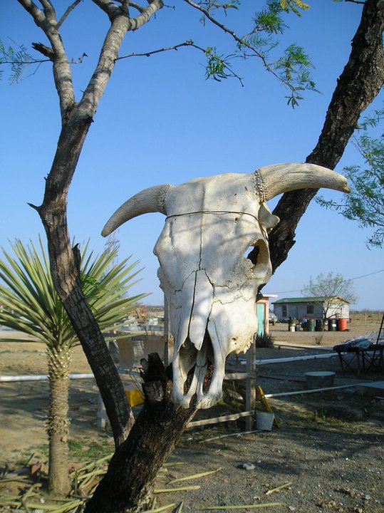 Cattle skull at a small town that leads to Guerrero Viejo, Tamaulipas. (Sergio Chapa/Borderzine.com)