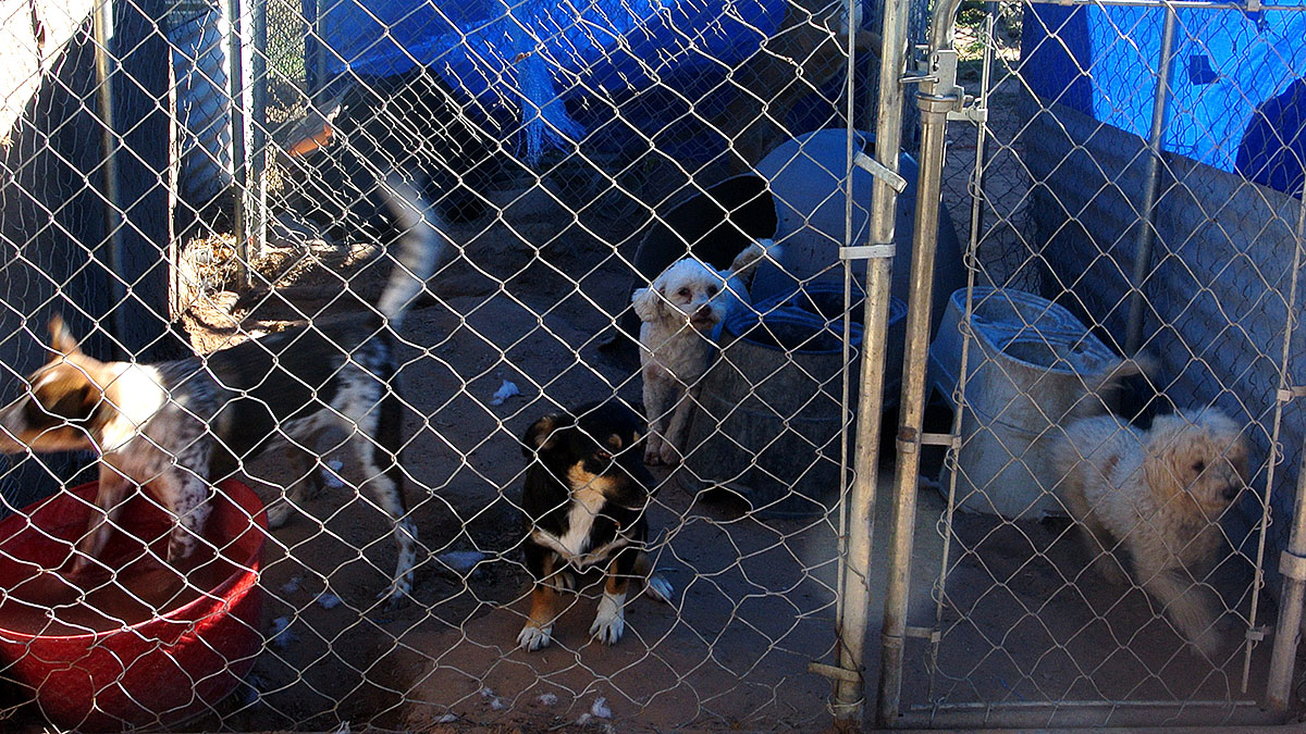 Recently, Guzman was able to rescue 47 sick and malnourish dogs from an animal cruelty case in Chaparral. (Velia Quiroz/Borderzine.com)