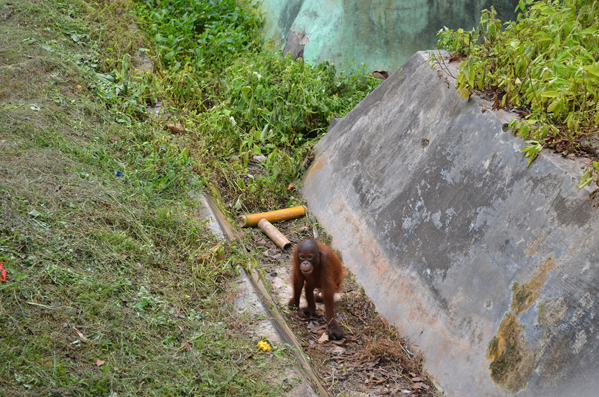 Orangutan at Kebun Raya Unmil Samarinda. (Valeria Hernandez/Borderzine.com)