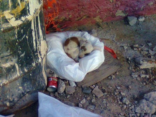 Edmundo Dagoberto Escobedo Zubia encontró a este cachorro durmiendo en la calle.