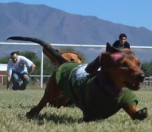 A dachshund races across the field at the St. Luke's Great Dachshund Stampede 2014, Oct. 4.