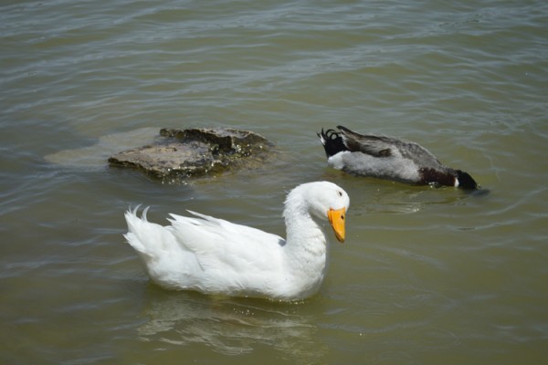 Domestic ducks dumped at Ascarate Lake in El Paso aren't able to survive like wild ducks. Photo by Alonso Moreno, Borderzine.com