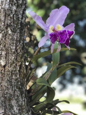 cuban-orchid