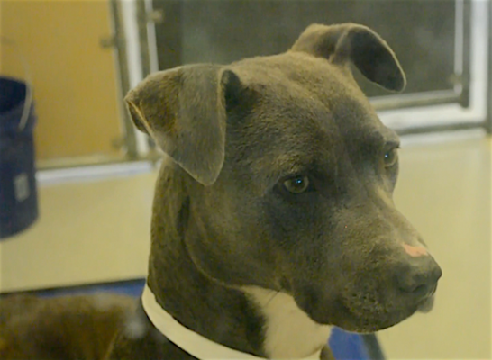 Pit Bull impounded at El Paso Animal Services gazes out the window of his kennel.