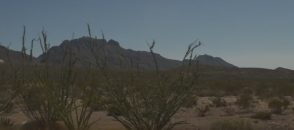 Desert plants, landscape