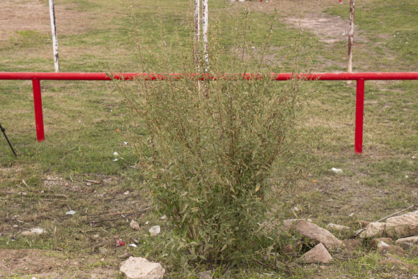 Sphaeralcea in San Elizario by city ordinance. This green shrub stands against red railing. Photo by Borderzine.com