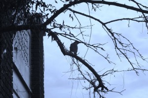 Mockingbird perch in my neighborhood. (Cheryl Howard/Borderzine.com)