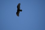 Bird in flight, species unbeknownst to photographer. (Cheryl Howard/Borderzine.com)
