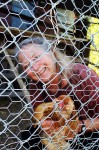 Marion with one of her chickens. (Cheryl Howard/Borderzine.com)
