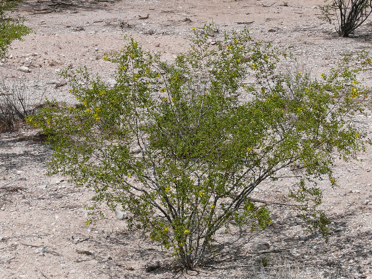 Creosote bush (Creosote Larrea Tridentata) found in El Paso contain polyphenols that help intervene in the process of protein misfolding.