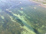 Rio Grande River is so clean in Del Rio that you can see to the bottom. (Sergio Chapa/Borderzine.com)