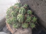 A cactus in downtown Marathon. (Sergio Chapa/Borderzine.com)