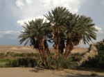 An oasis in the desert at Big Bend National Park. (Sergio Chapa/Borderzine.com)