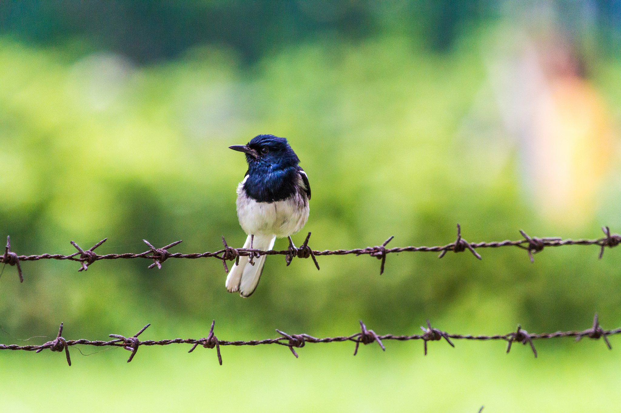 Oriental Magpie Robin on Barbed Wire