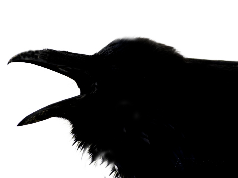 Shadow image of a crow