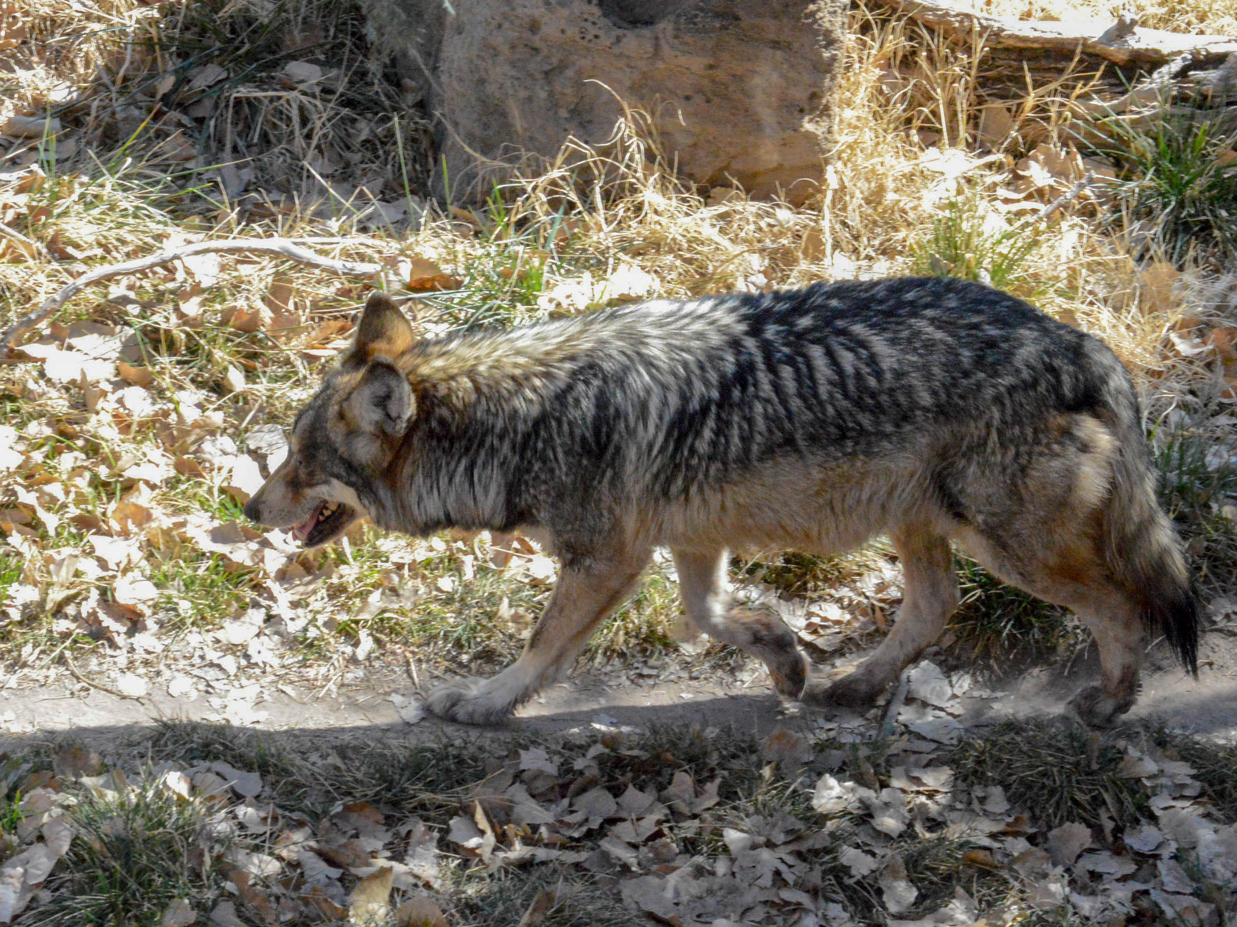 Mexican Wolf 